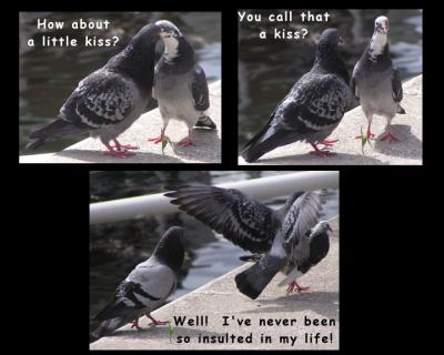 Porto pigeons - the story.