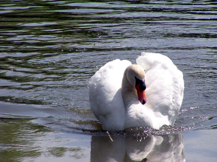 Our swan is still here -- and he has a mate this year.