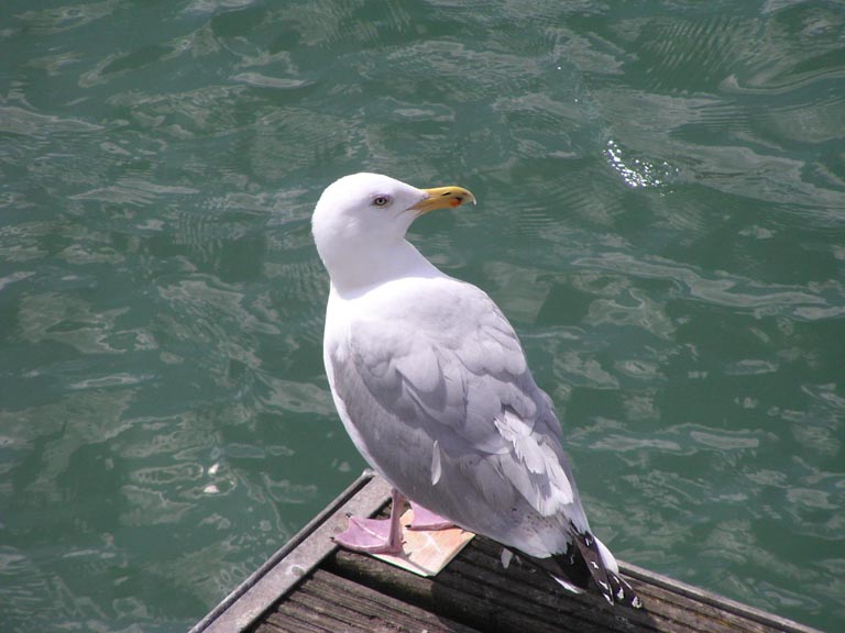 Gull, Ramsgate harbor.