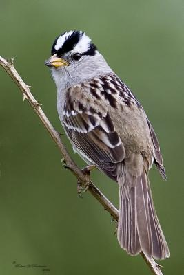 White-Crowned Sparrow