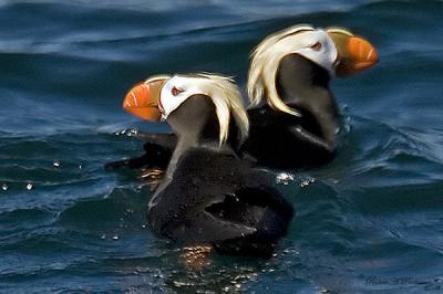 Tufted Puffins