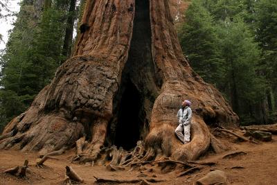 Sequoia NP