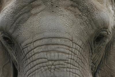 _MG_8779.jpg