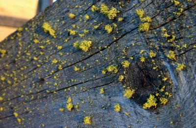 IMG_2425a.jpg