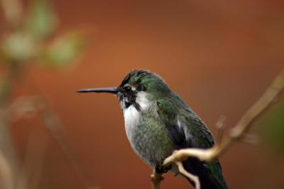 IMG_4339-edit.jpg