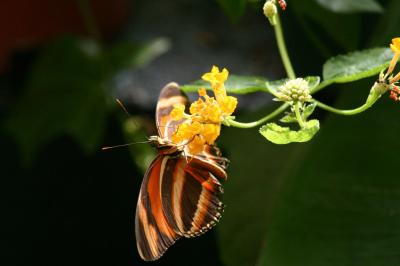 IMG_4437.JPG