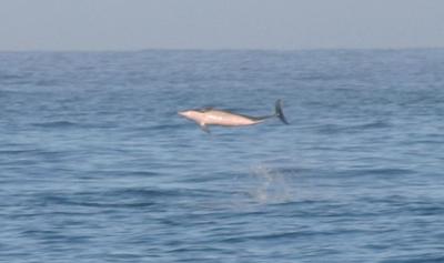 IMG_8255a.jpg