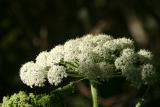 IMG_9062.JPG