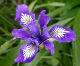 IMG_9265a.jpg