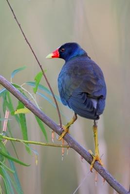 Purple Gallinule