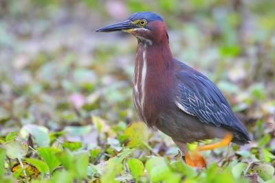 Green Heron