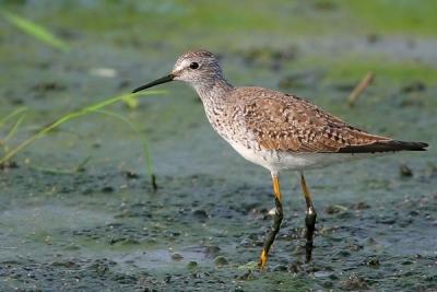 Lesser Yellowlegs