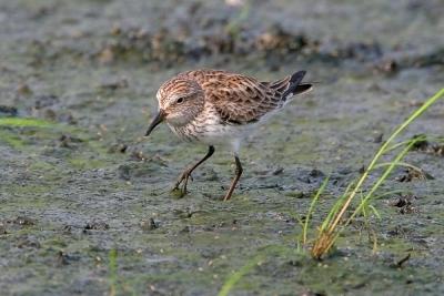 White-rumped Sandpiper