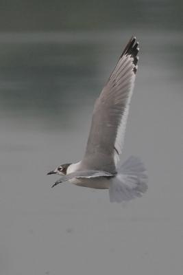 Franklin's Gull