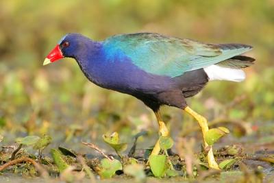 Purple Gallinule