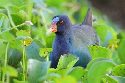 Purple Gallinule