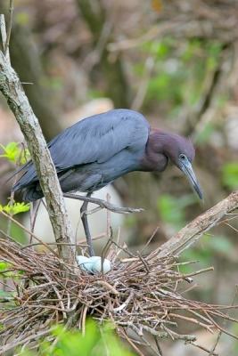 Little Blue Heron