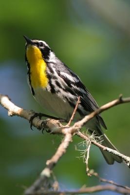 Yellow-throated Warbler