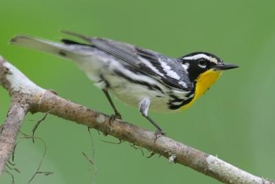 Yellow-throated Warbler