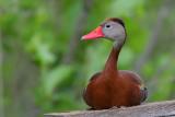 Black-bellied Whistling-Duck