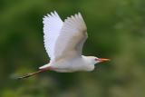 Cattle Egret