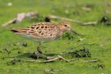 Pectoral Sandpiper