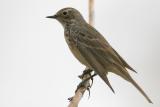 American Pipit