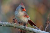 Northern Cardinal (female)
