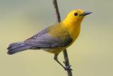 Prothonotary Warbler