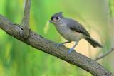 Tufted Titmouse