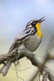 Yellow-throated Warbler