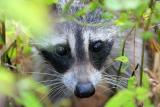 Common Raccoon