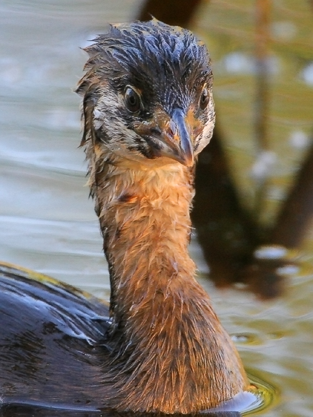 Pied-billed Grebe