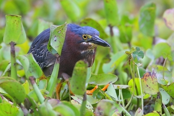 Green Heron