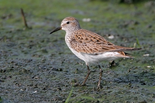 White-rumped Sandpiper