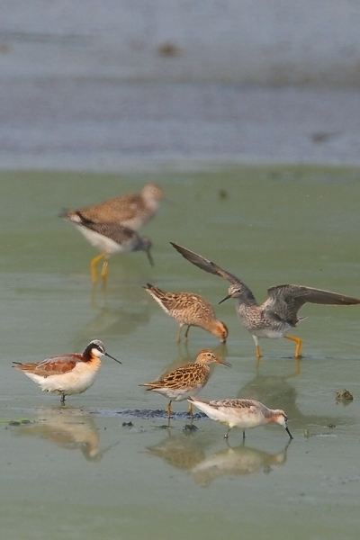 Wilsons Phalarope