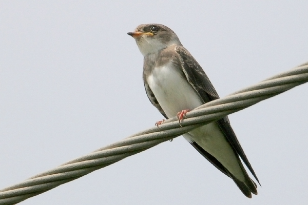 Bank Swallow