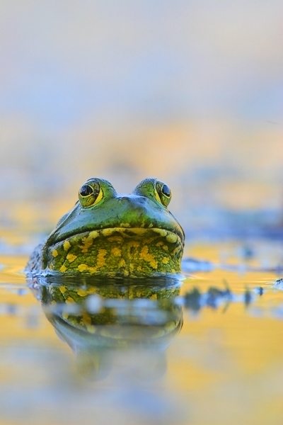 Bullfrog