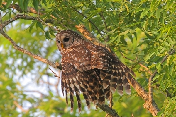 Barred Owl