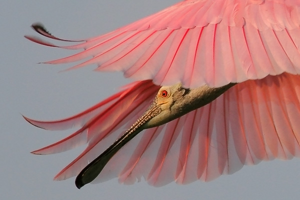 Roseate Spoonbill