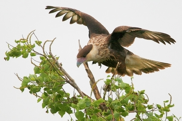 Crested Caracara