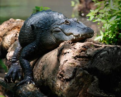 Gator