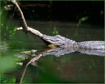 Gator II
