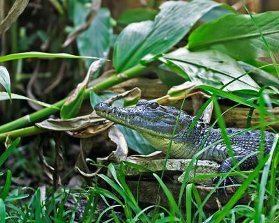 Crocodile