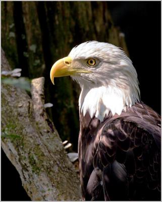 Eagle