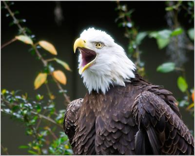 Eagle II