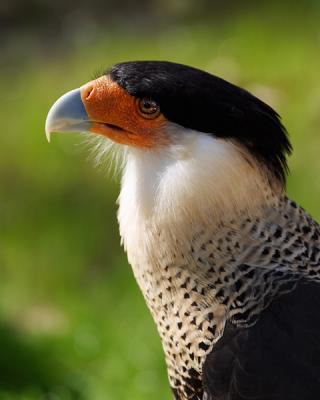 Crested Caracara