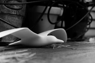 Seagull