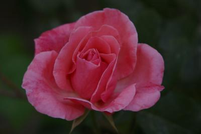 IMG_7336.JPG