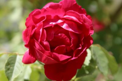 IMG_7337.JPG
